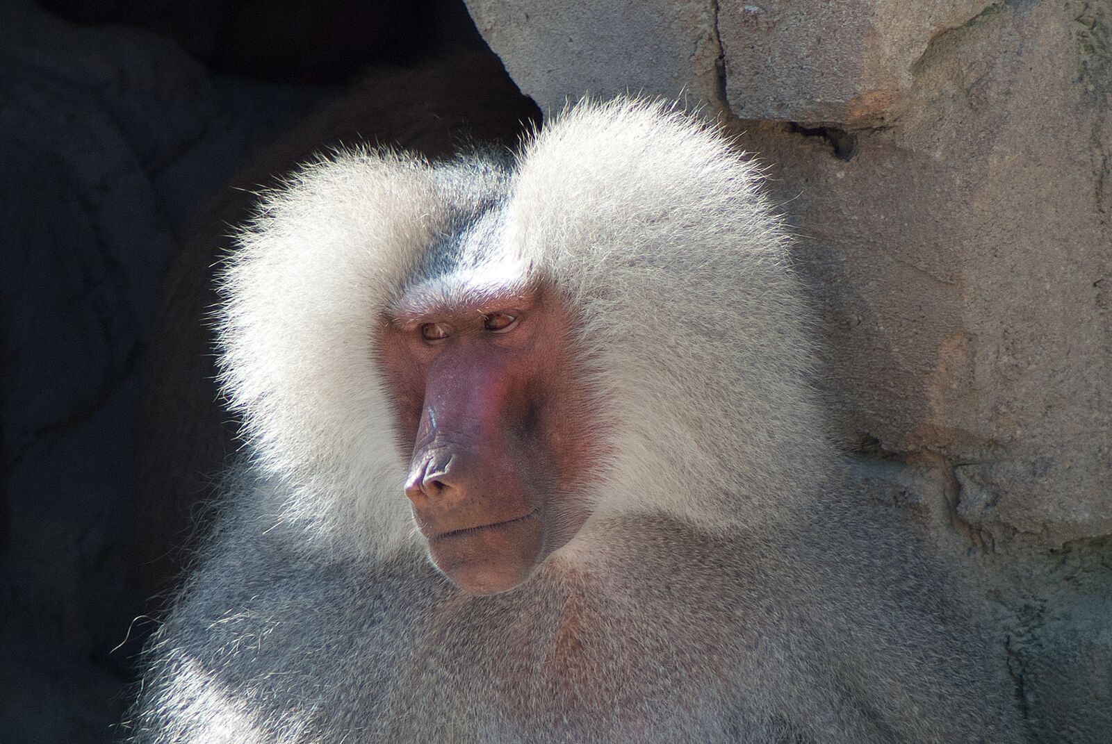Nikon D3000 sample photo. Baboon, monkey, animal photography