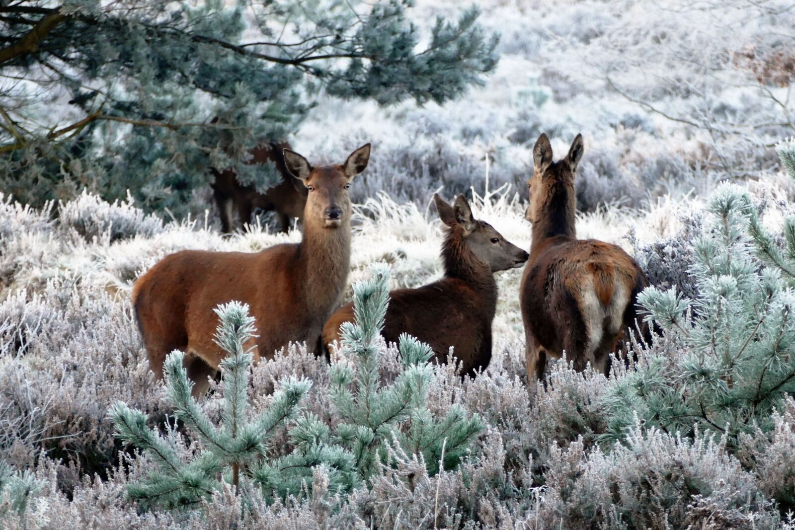 Panasonic Lumix DMC-FZ1000 sample photo. Deer, animals, nature photography
