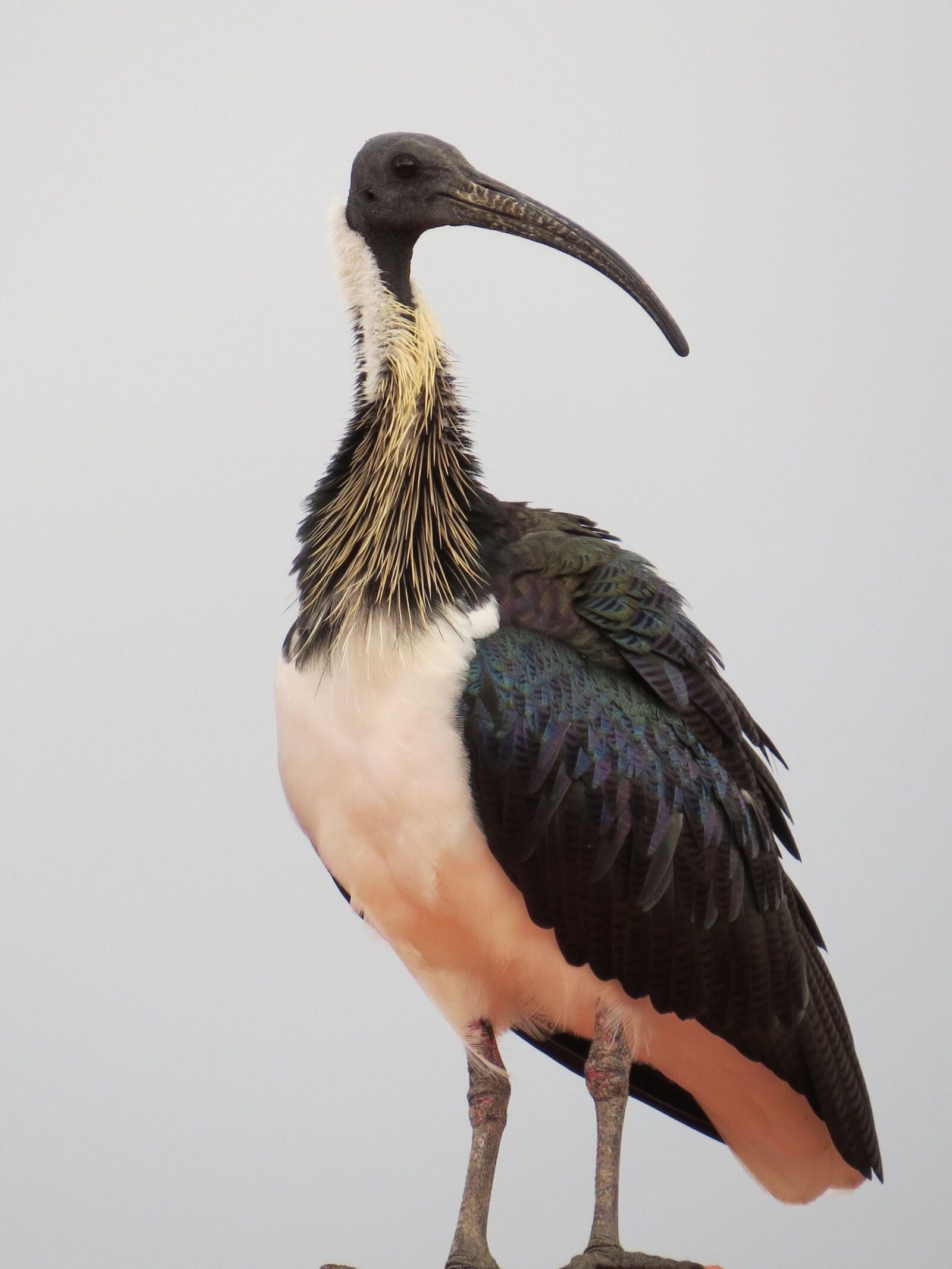 Canon PowerShot SX50 HS sample photo. Straw-necked ibis, threskiornis spinicollis photography