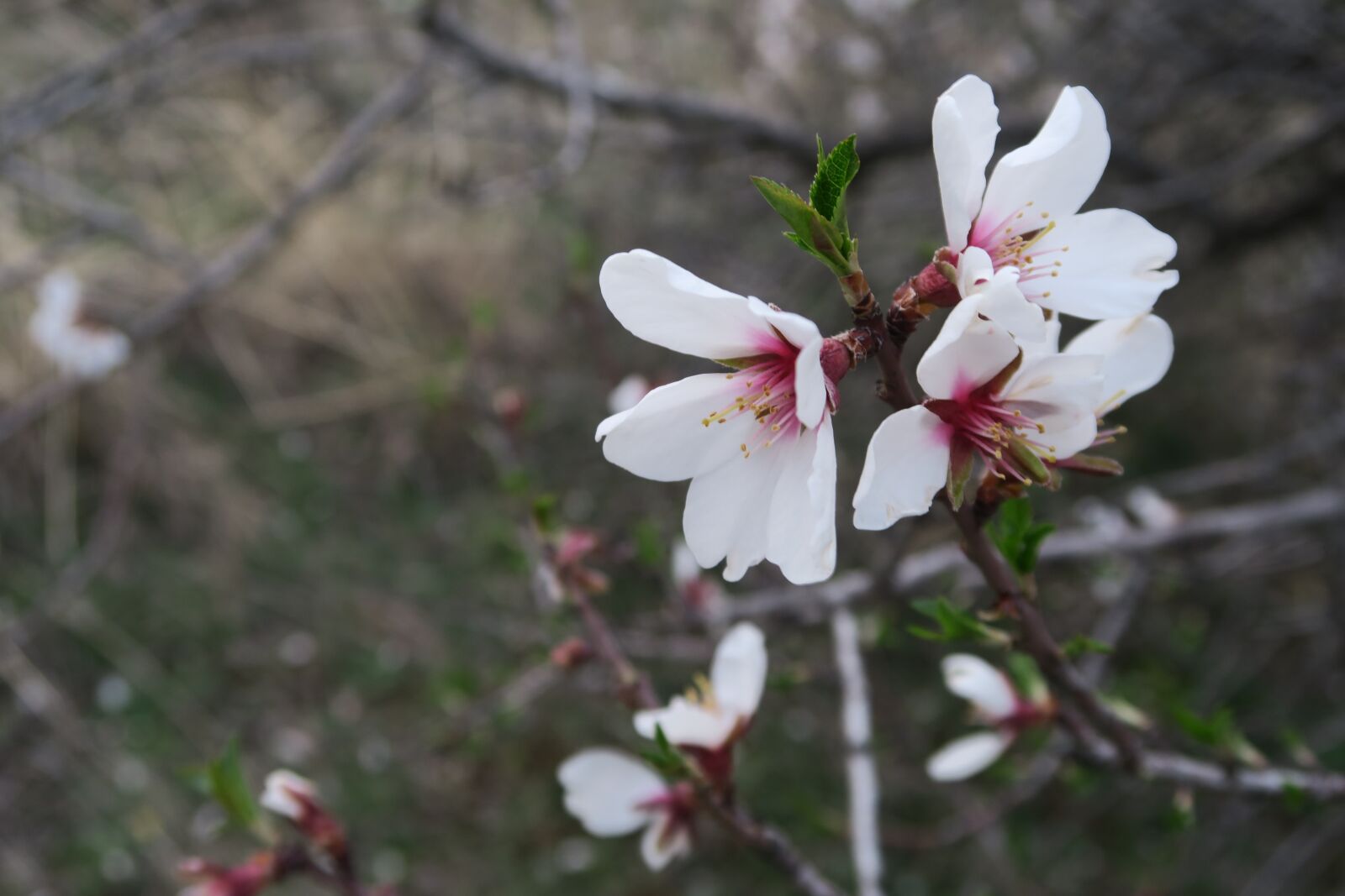 Canon PowerShot G7 X sample photo. Flower, nature, tree photography