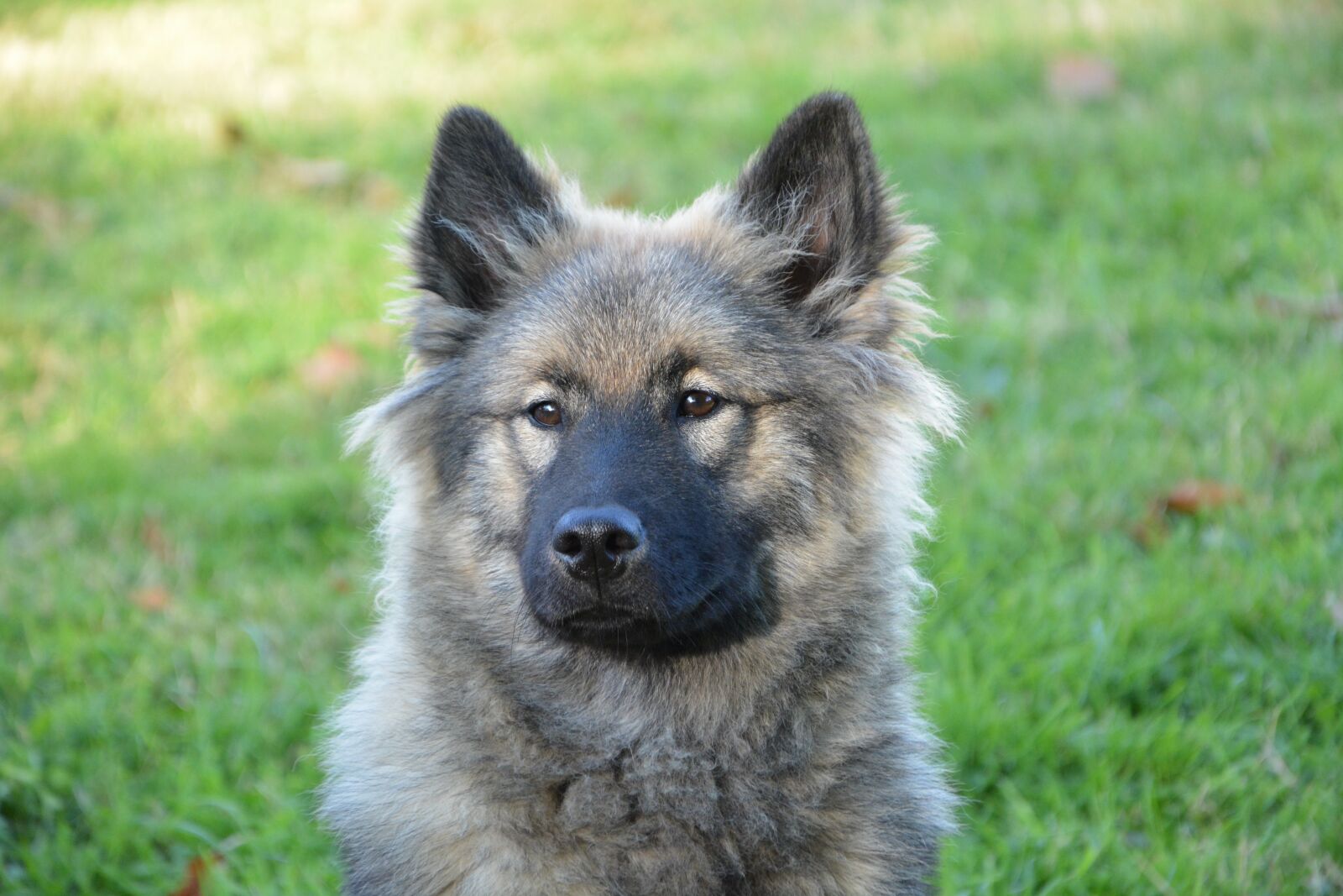 Nikon D5200 sample photo. Dog, bitch bitch eurasier photography