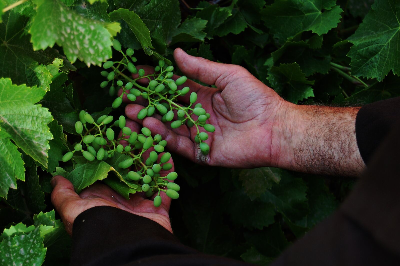 Nikon D40 sample photo. Patience, harvest, hands photography