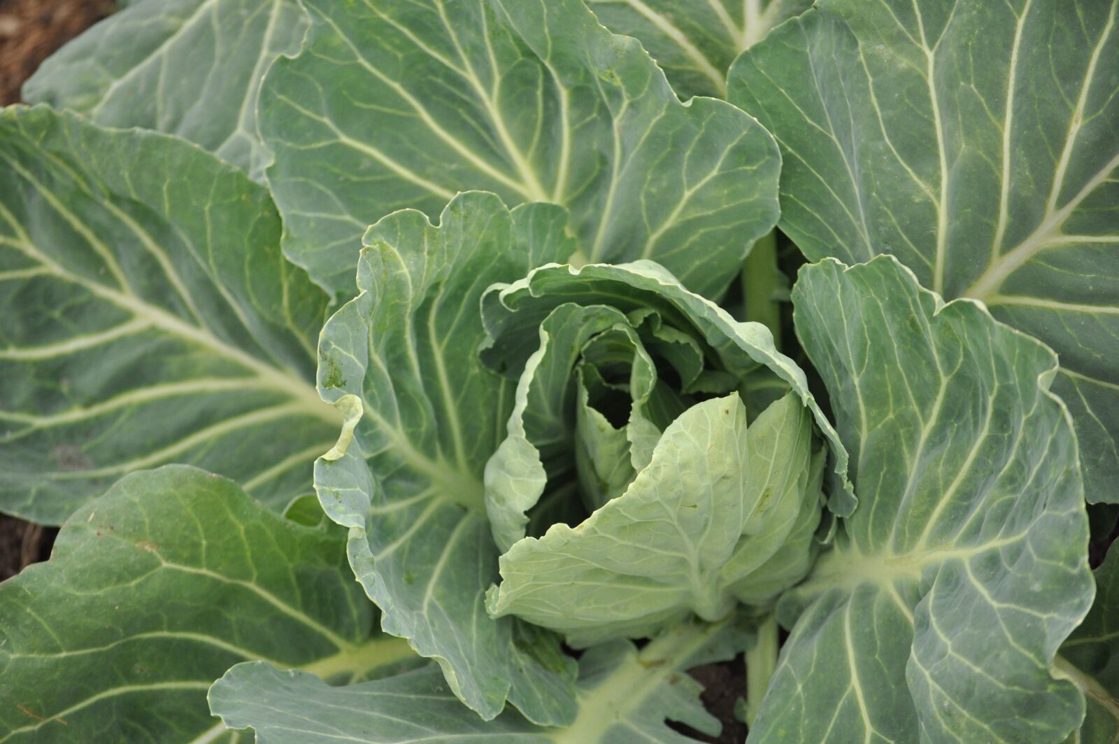 Nikon D90 sample photo. Cabbage, leaves, field photography