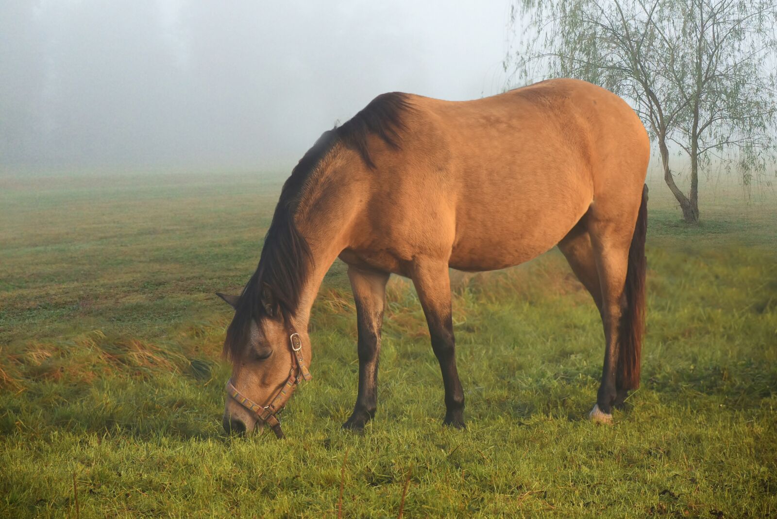 Nikon D7200 sample photo. Horse, coupling, pasture photography