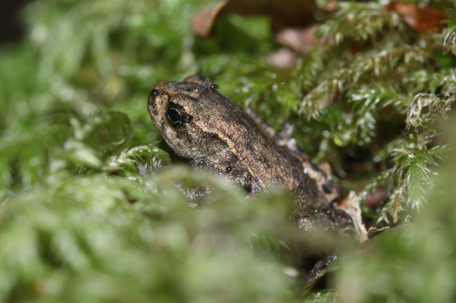 Canon EOS 250D (EOS Rebel SL3 / EOS Kiss X10 / EOS 200D II) sample photo. Frog, baby, amphibian photography