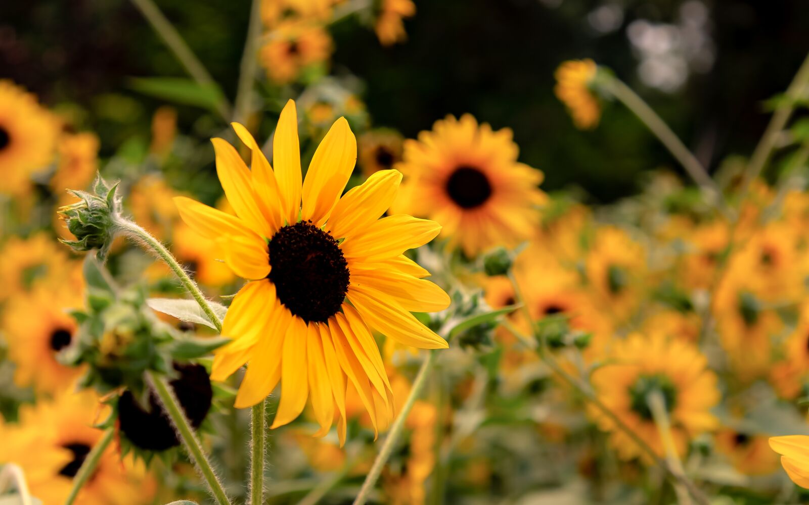 Canon EF 24-105mm F4L IS II USM sample photo. Sunflower, garden, botanic photography