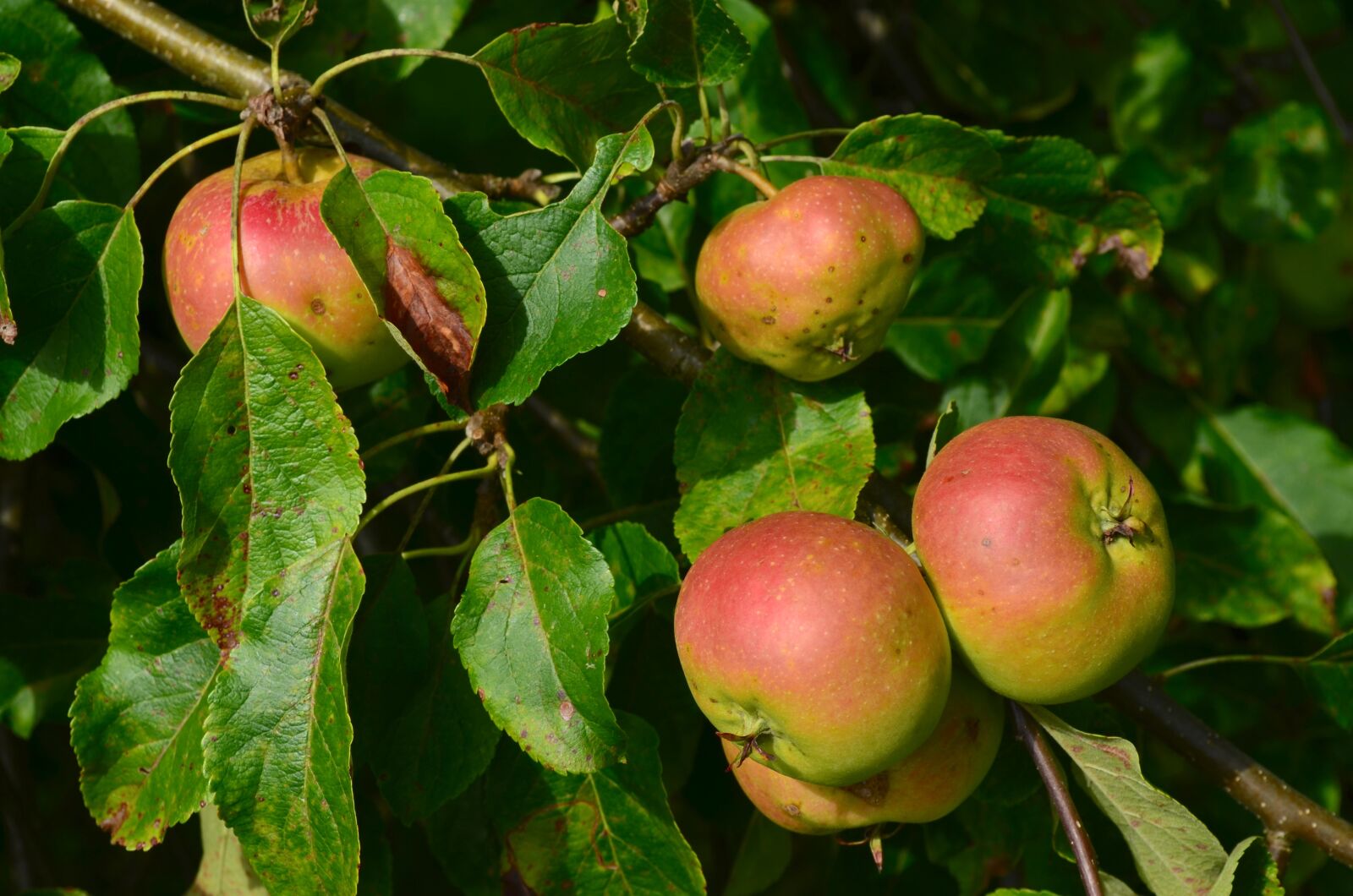 Nikon D5100 sample photo. Apple, apple tree, fruit photography