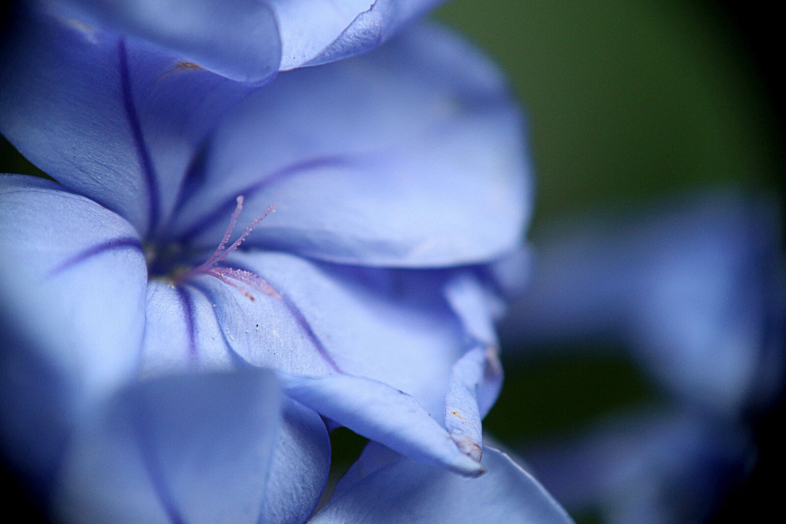 Canon EOS M50 (EOS Kiss M) sample photo. Flower, jasmine blue, petals photography
