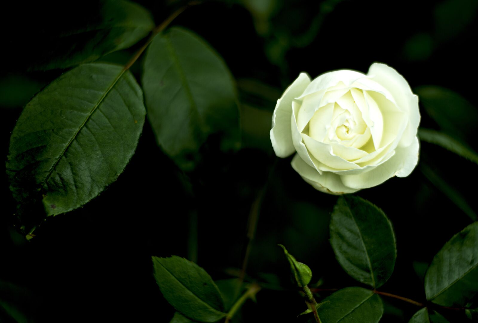Nikon D3300 sample photo. White, rose, peace photography