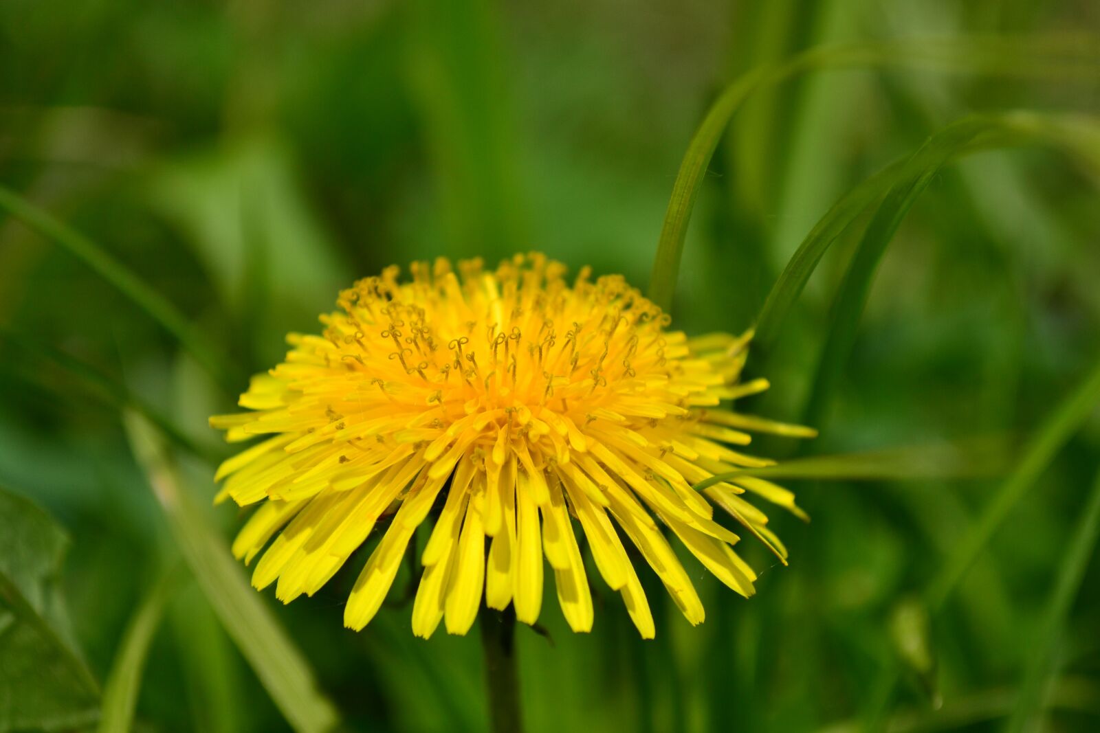 Nikon D3100 sample photo. Summer, greens, closeup photography