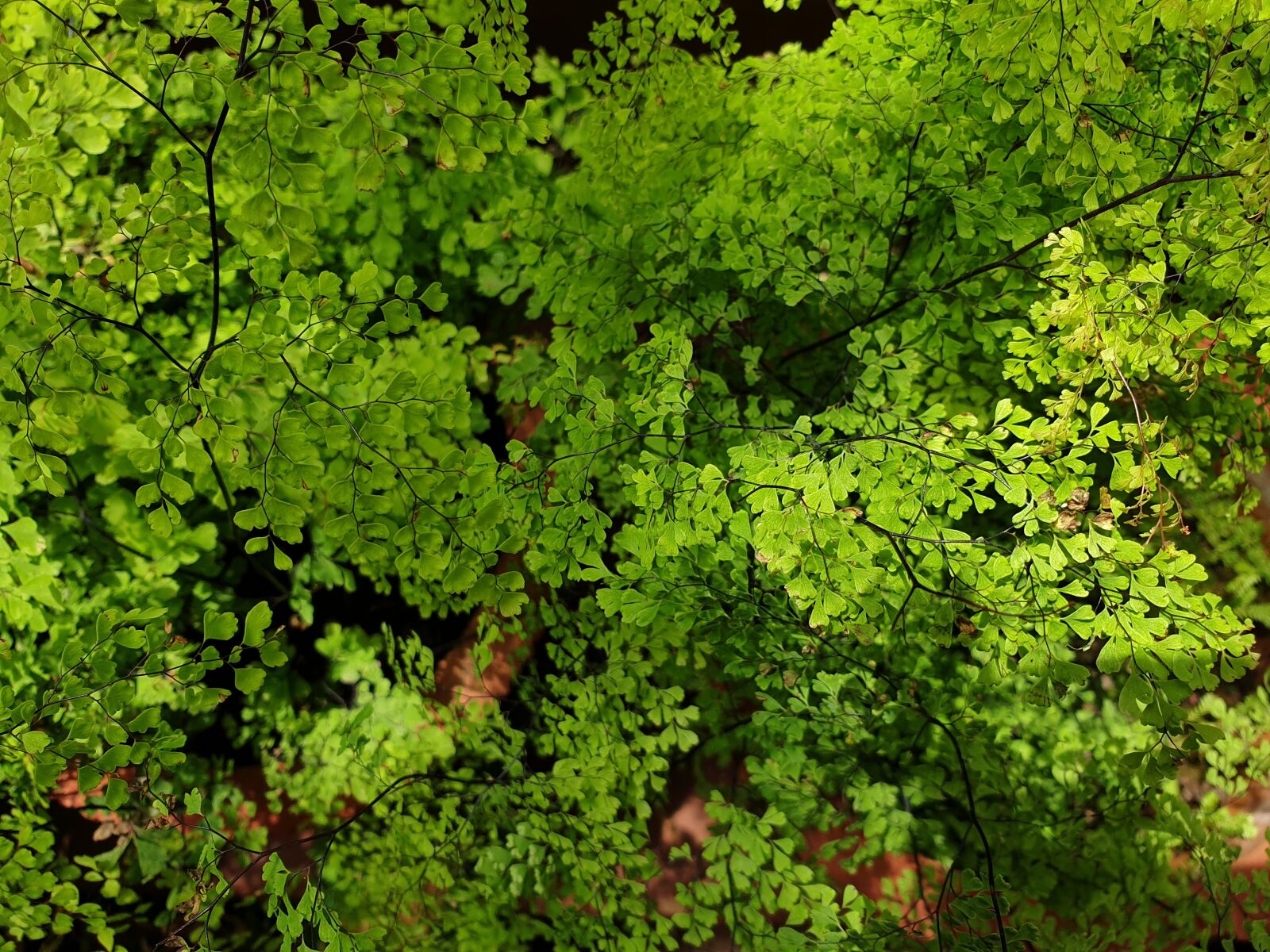 Samsung Galaxy Note9 sample photo. Fern, green, plant photography