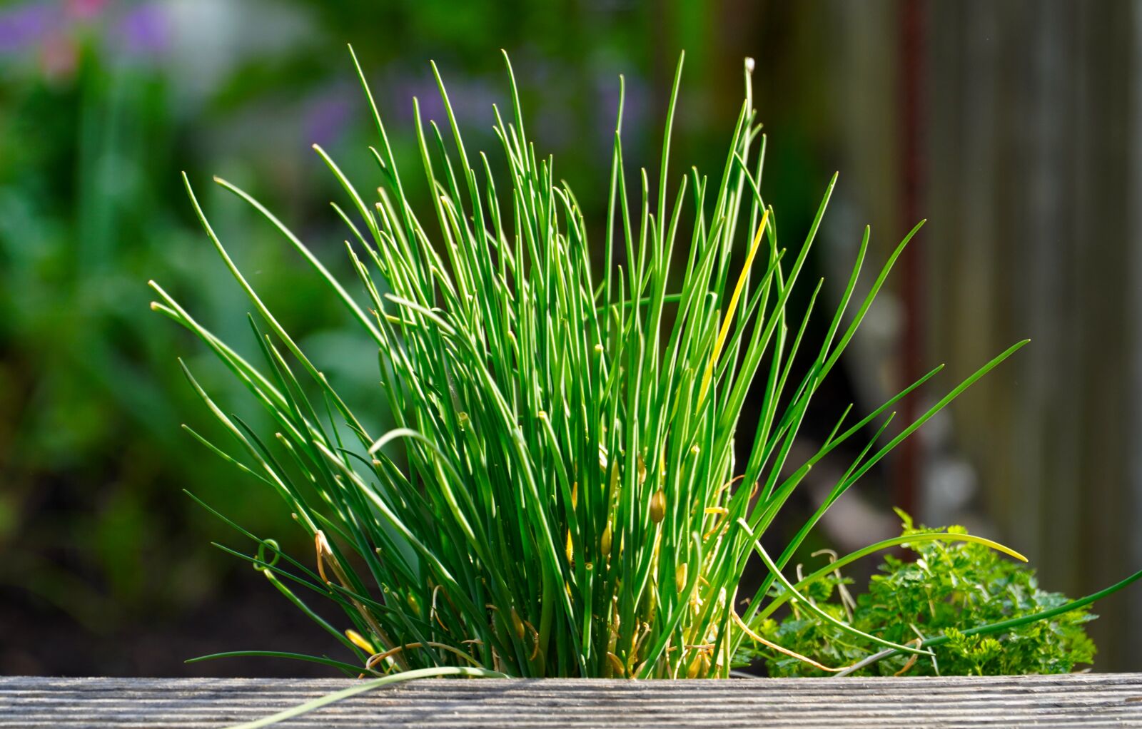 Sony E PZ 18-105mm F4 G OSS sample photo. Chives, herbs, garden photography