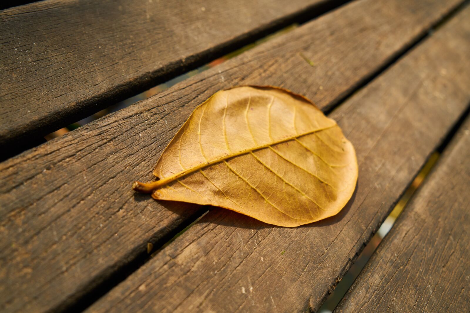 Sony a7R II sample photo. Leaves, wood, macro photography