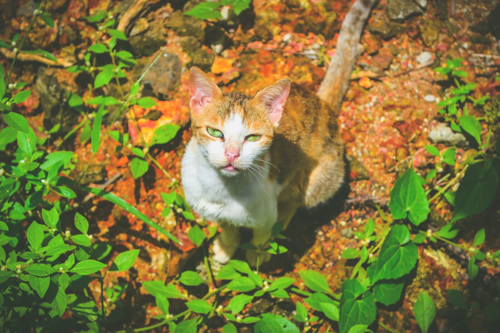 Nikon D3100 sample photo. Cat, pet, nature photography