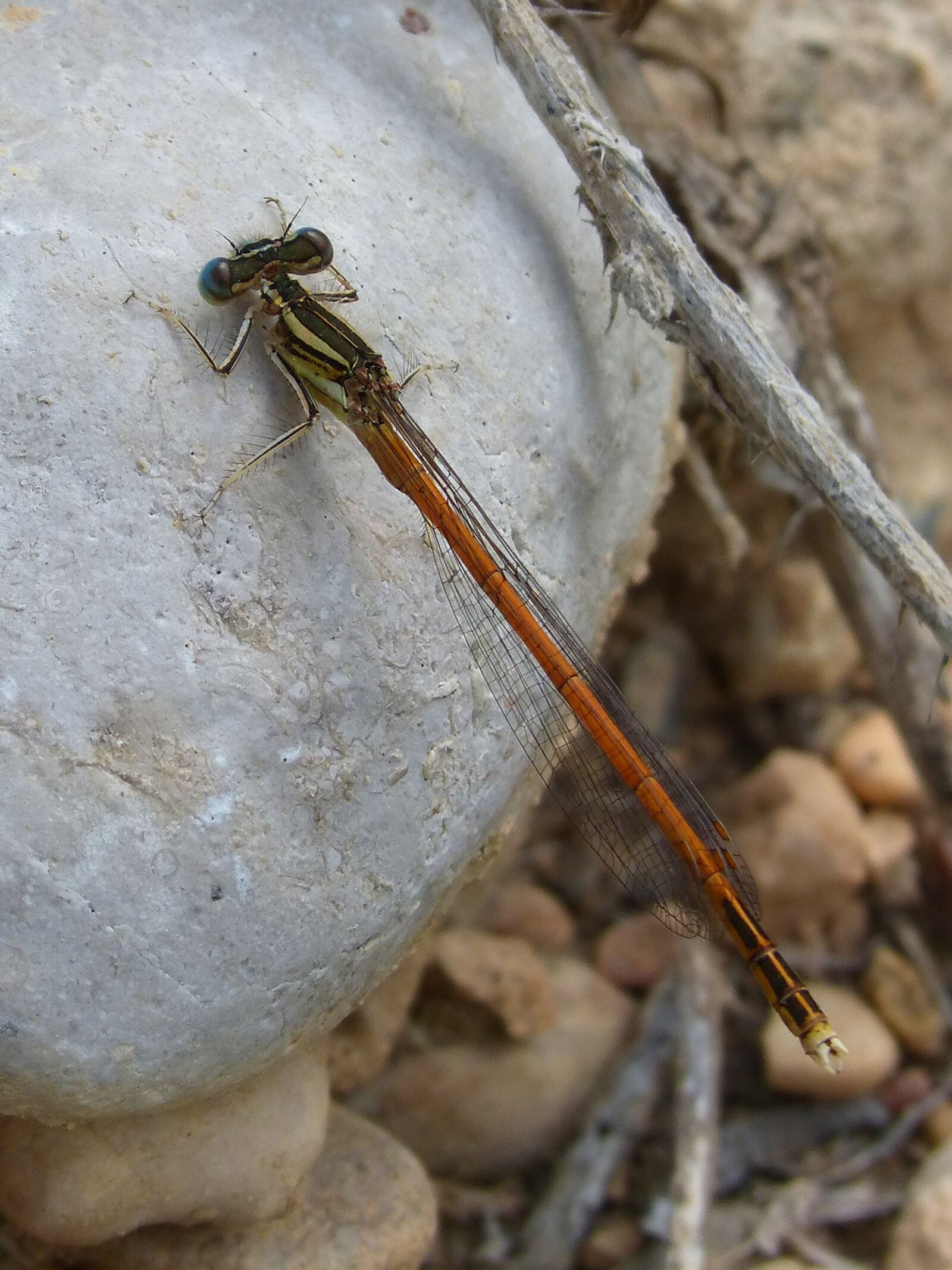 Panasonic DMC-FZ62 sample photo. Dragonfly, red dragonfly, blue photography