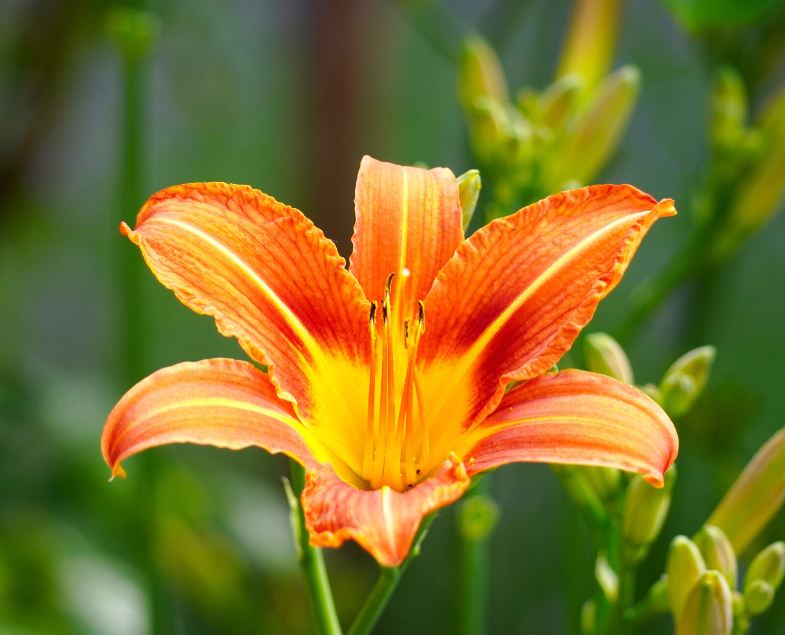 Sony E 70-350mm F4.5-6.3 G OSS sample photo. Lily, blossom, bloom photography