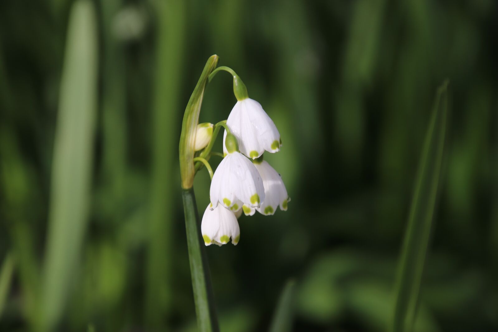 Canon EOS 800D (EOS Rebel T7i / EOS Kiss X9i) sample photo. White flower, bells, spring photography