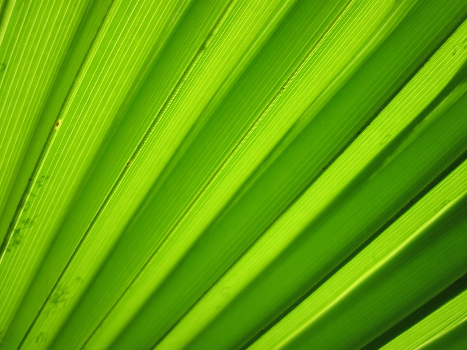 Canon PowerShot D10 sample photo. Nature, pattern, texture, plant photography