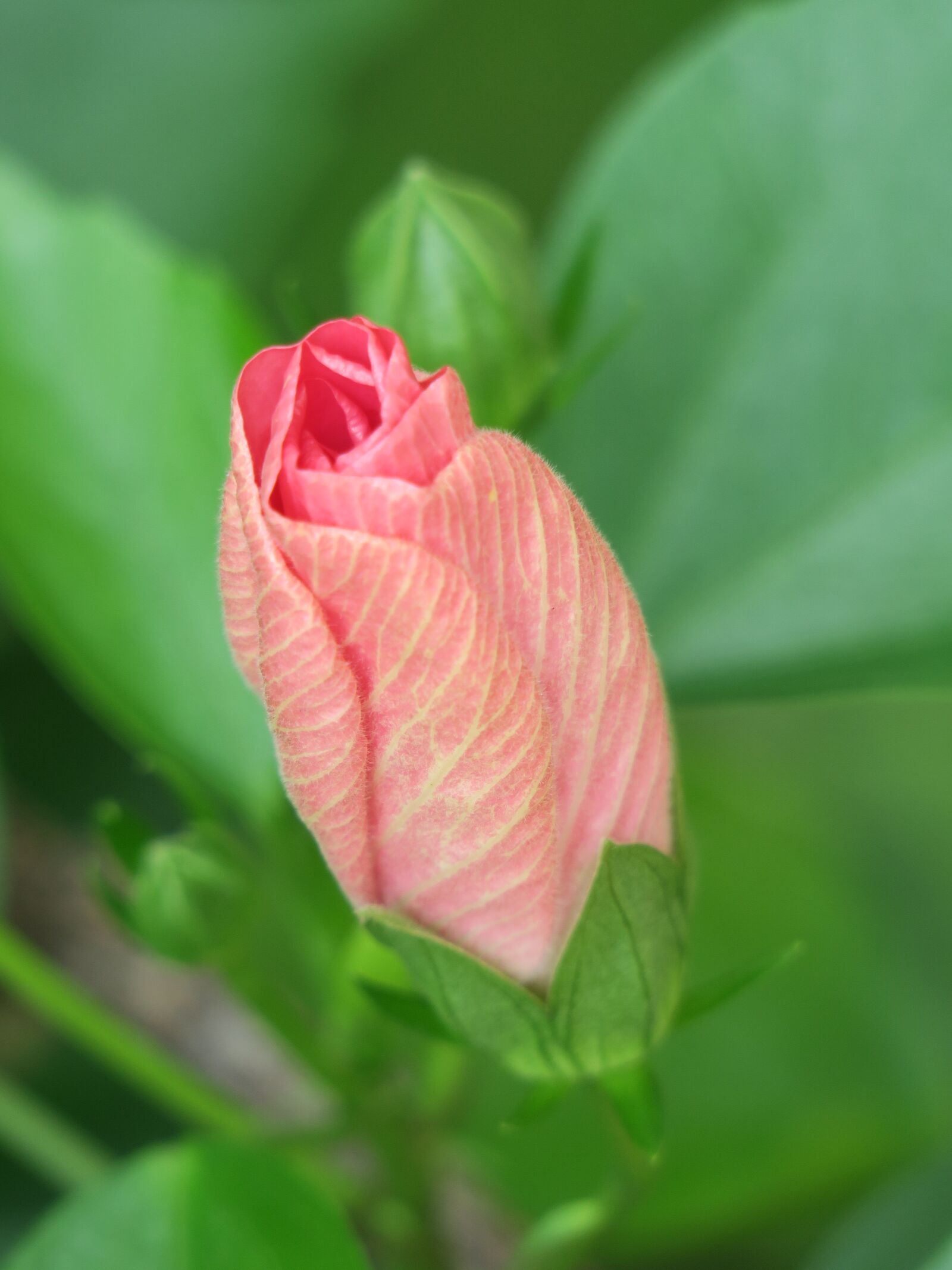 Canon PowerShot G3 X sample photo. Plant, nature, flower photography