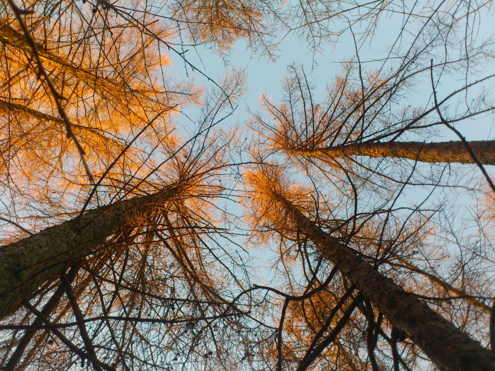 Sony Ericsson Xperia Neo sample photo. Tree, sunset, then photography
