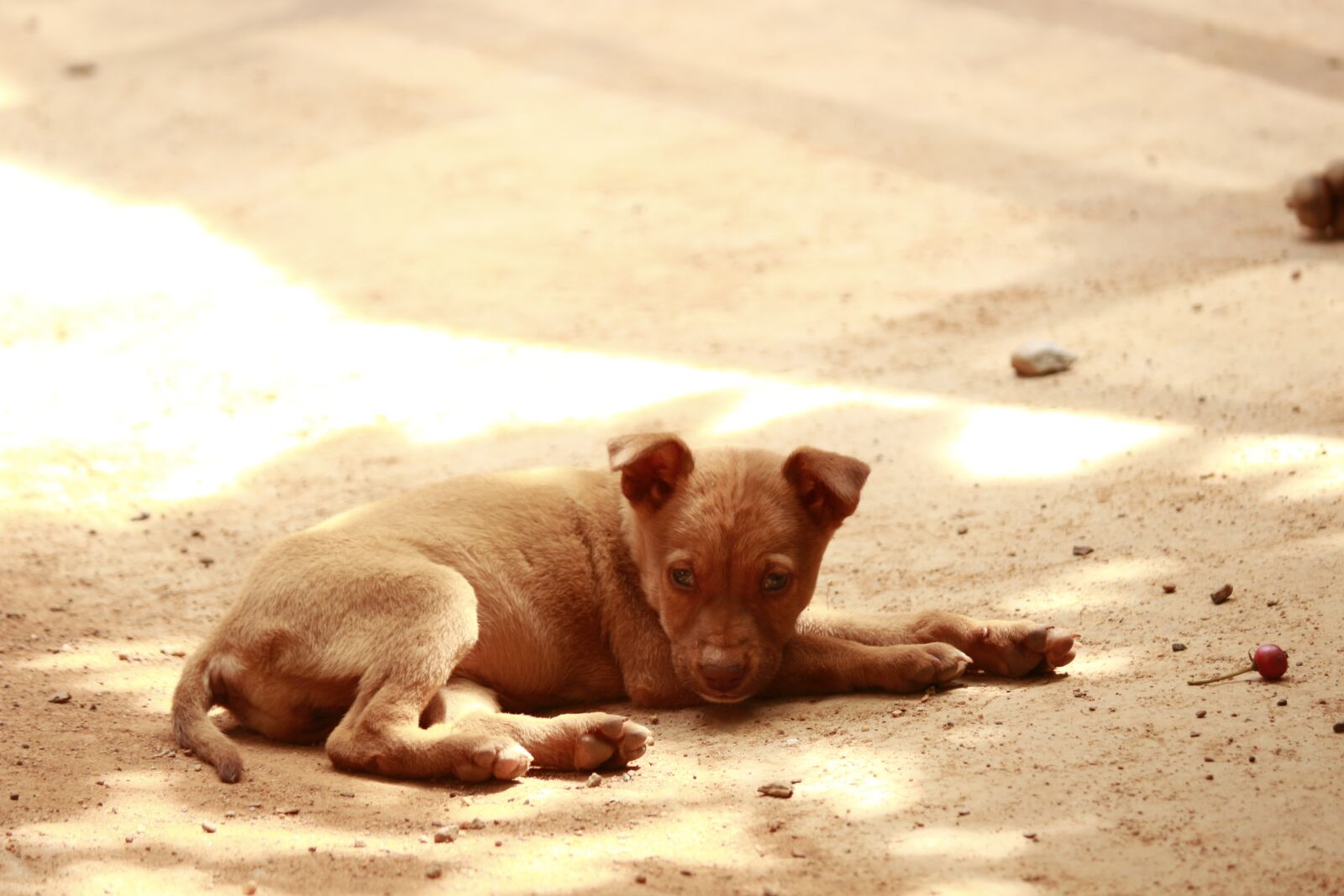 Canon EOS 700D (EOS Rebel T5i / EOS Kiss X7i) sample photo. Road side puppies, puppy photography
