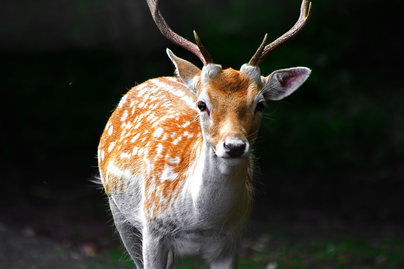 Nikon D7100 sample photo. Deer, woods, forest photography