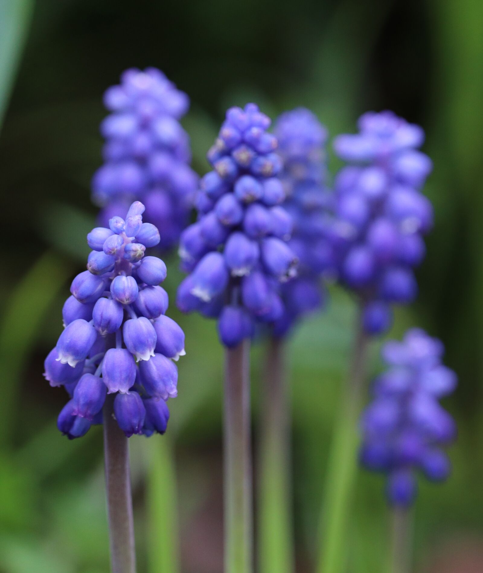 Canon EOS 800D (EOS Rebel T7i / EOS Kiss X9i) sample photo. Flowers, blue, hyacinths photography