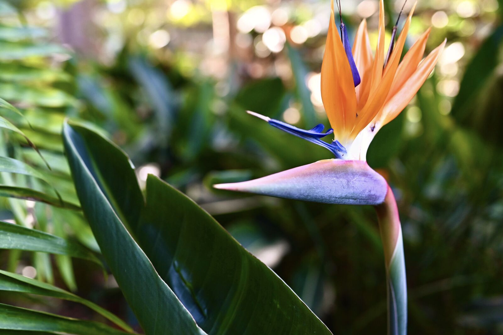 Nikon Nikkor Z 35mm F1.8 S sample photo. Bird of paradise flower photography