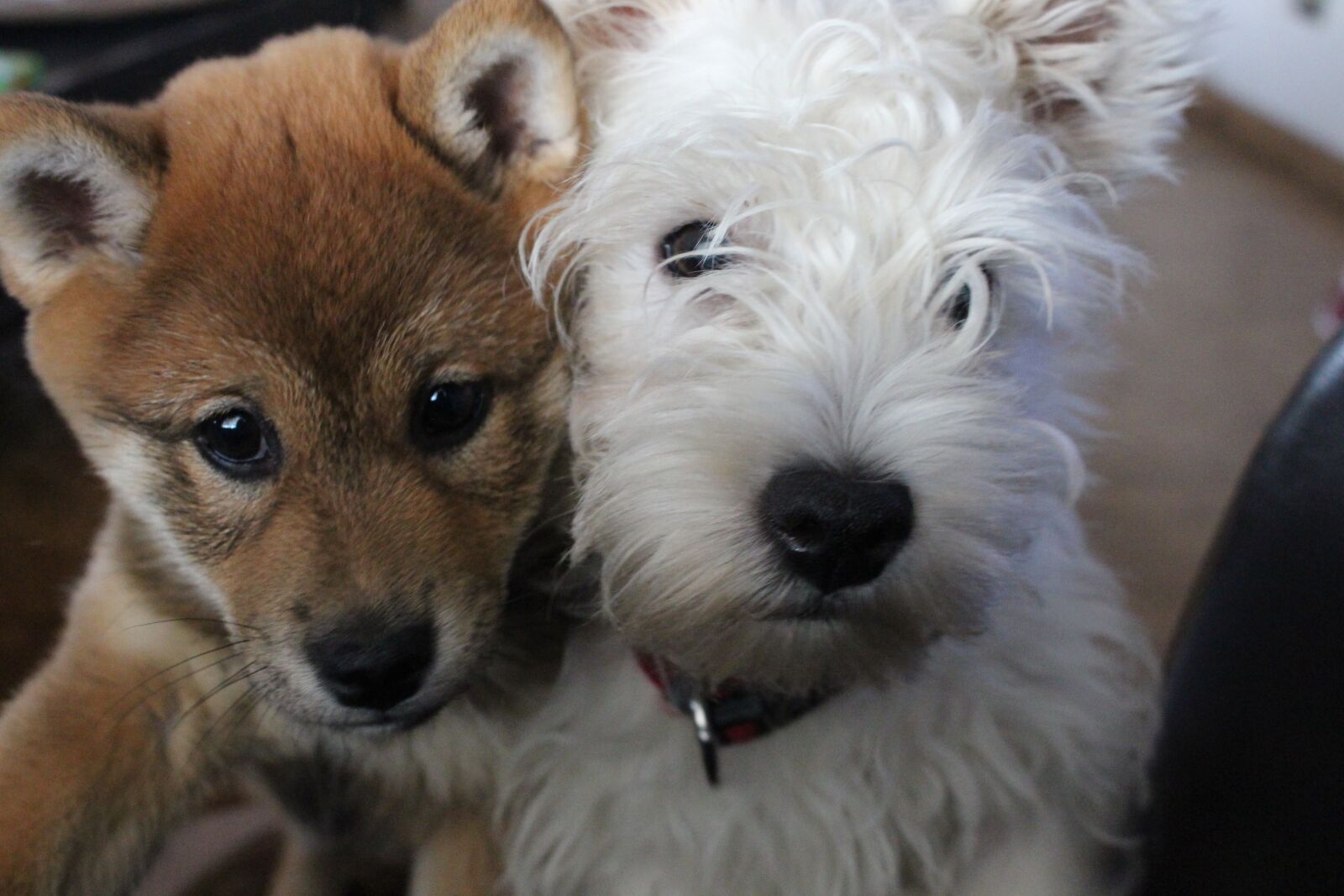 Canon EOS 700D (EOS Rebel T5i / EOS Kiss X7i) sample photo. Westie, dogs, puppy photography