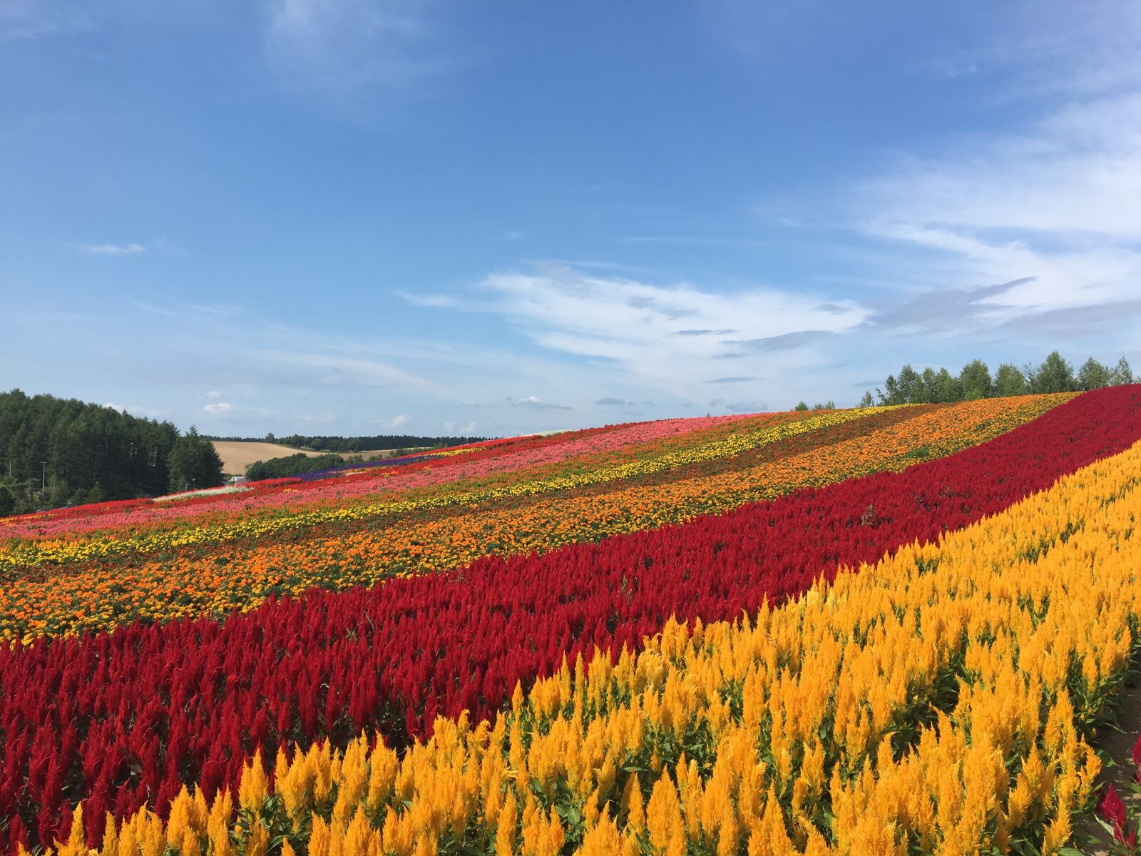 Apple iPhone 6s sample photo. Hokkaido, biei, flower garden photography