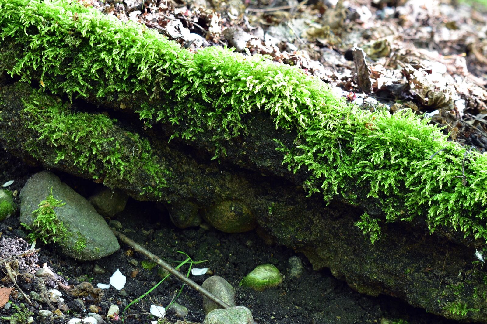 Nikon D3400 sample photo. Moss, green, forest photography