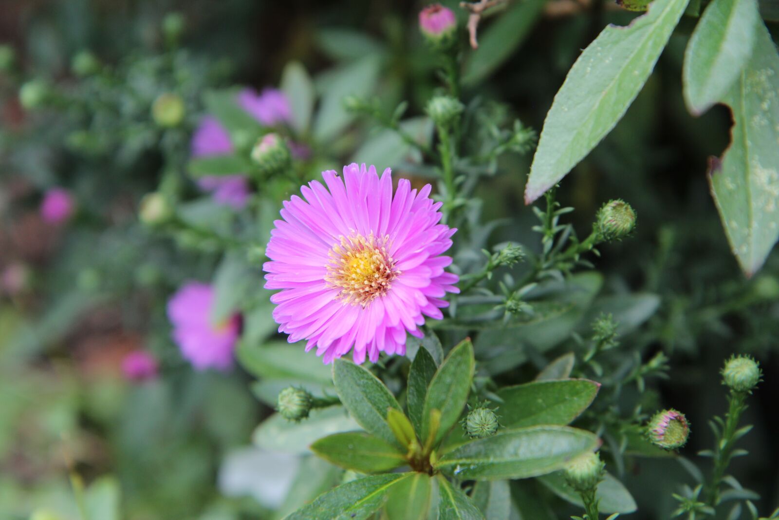 Canon EOS 600D (Rebel EOS T3i / EOS Kiss X5) sample photo. Aster, aster pink, flowering photography