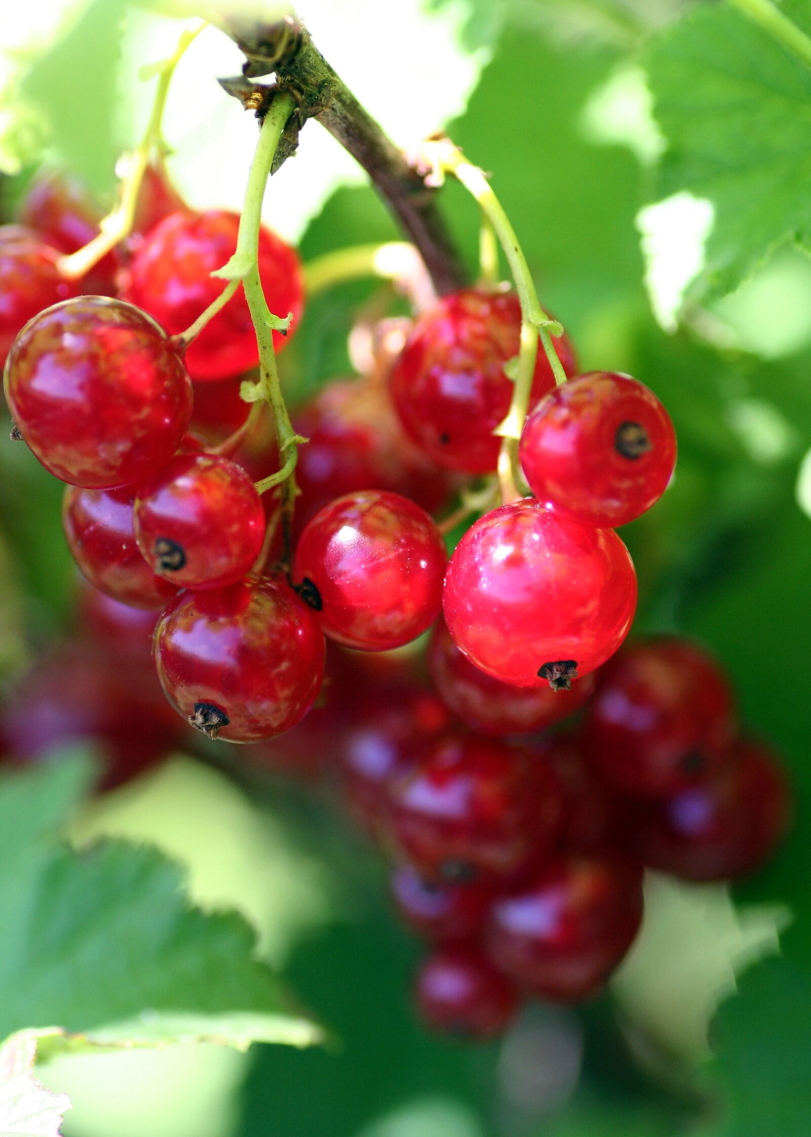 Canon EOS 350D (EOS Digital Rebel XT / EOS Kiss Digital N) sample photo. Shrub, currants, fruit photography