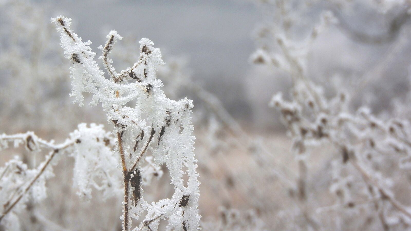 Nikon Coolpix P610 sample photo. Straws, frost, spider web photography