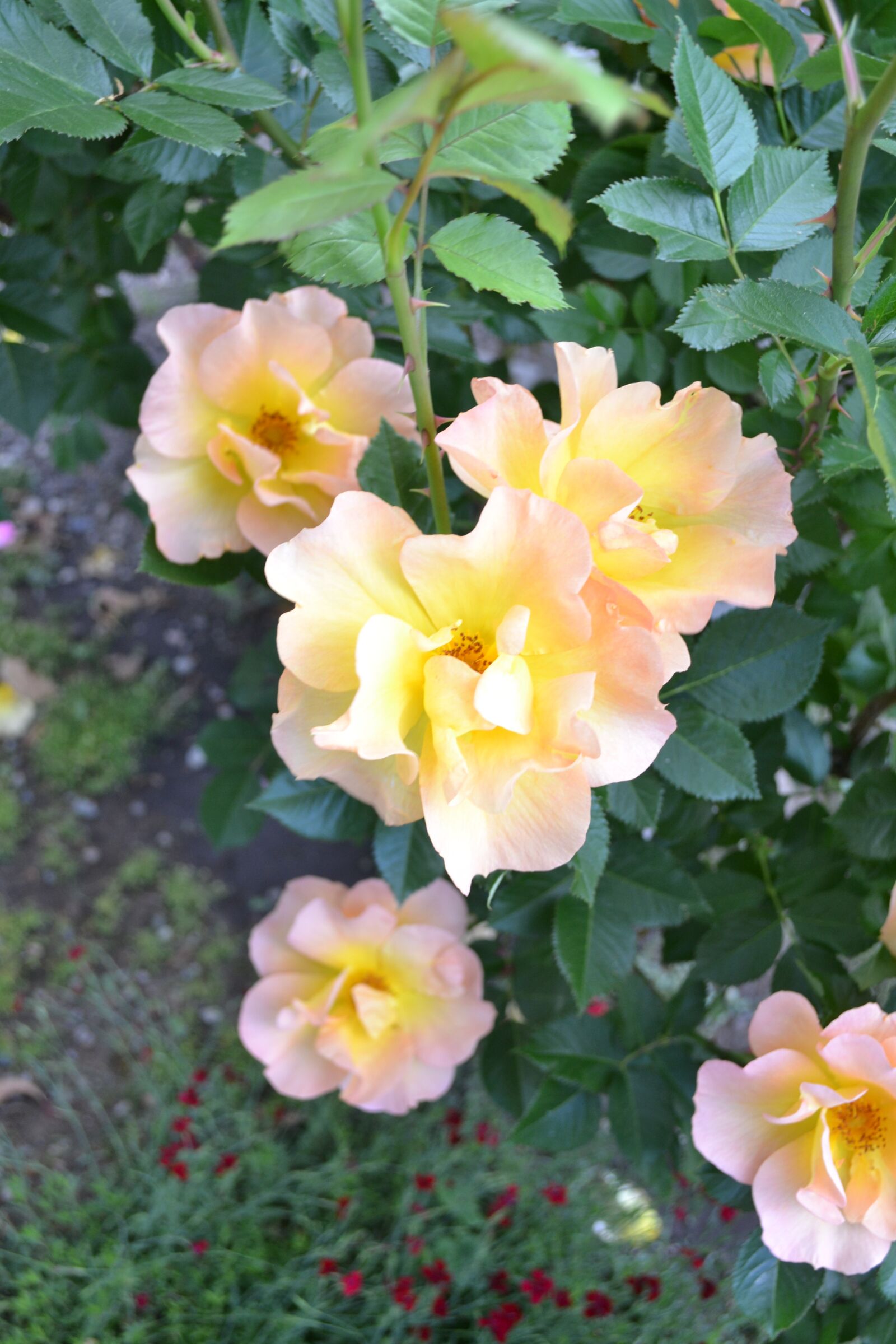 Nikon D3100 sample photo. Roses, flowers, plants photography