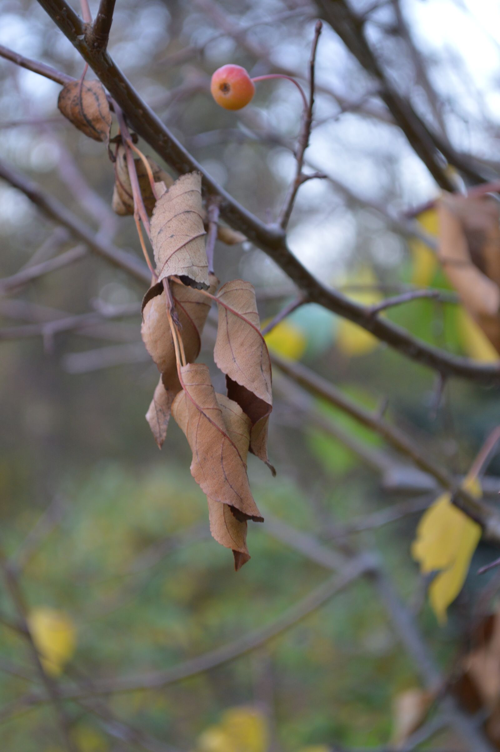Nikon D3200 sample photo. Nature, colorful, warm photography