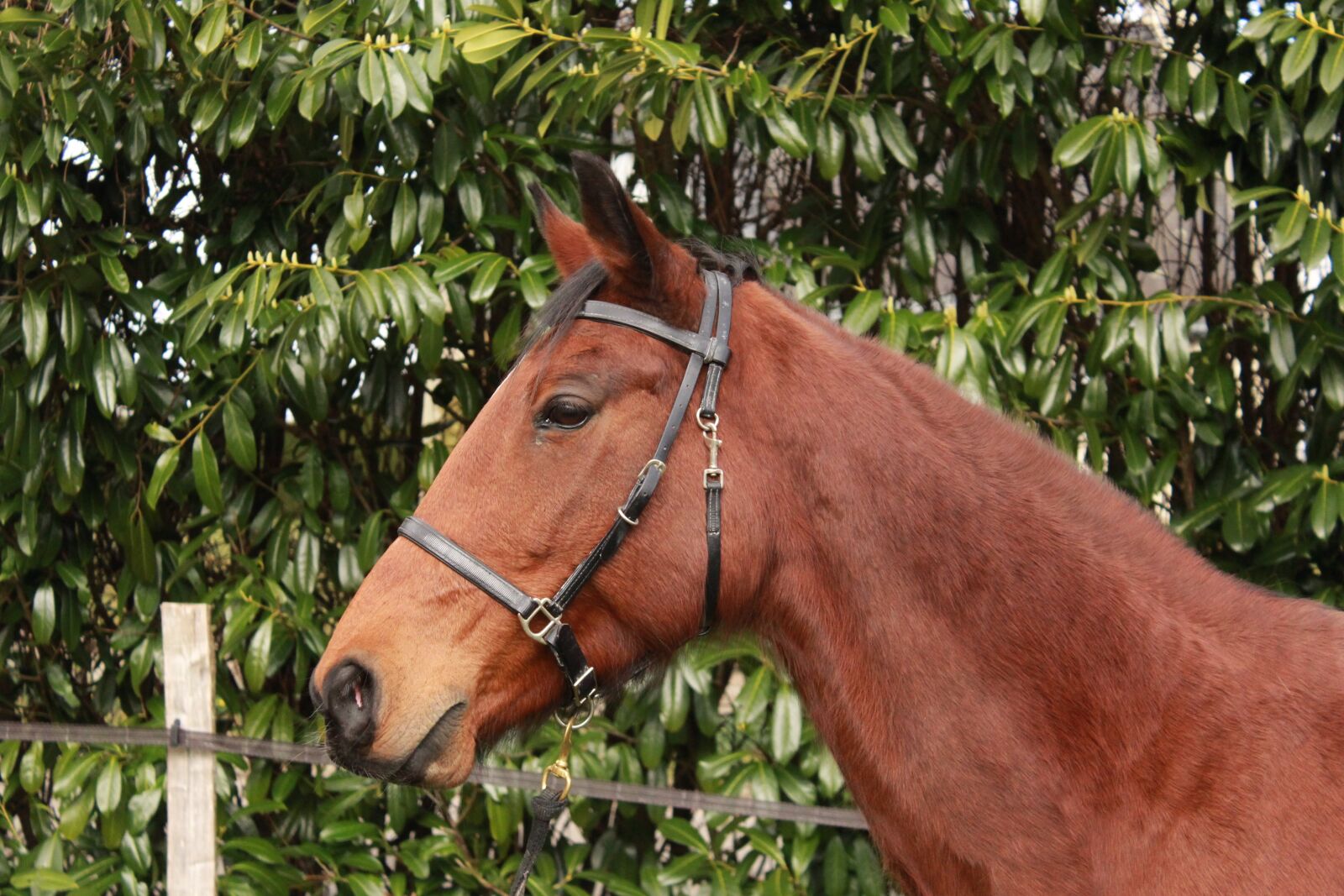Canon EOS 1200D (EOS Rebel T5 / EOS Kiss X70 / EOS Hi) sample photo. Horse walker, brown horse photography