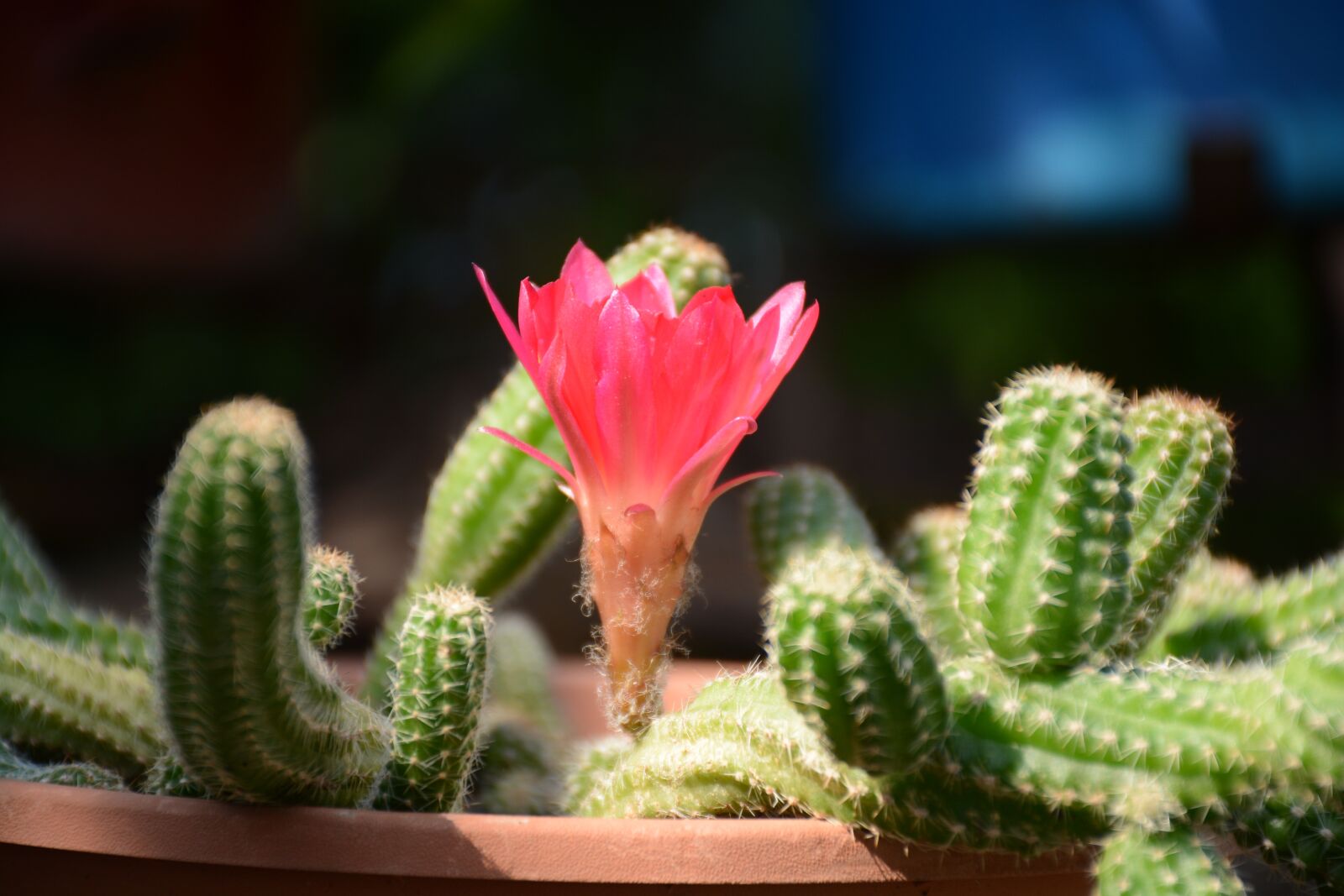 Nikon D7100 sample photo. Cactus, red, green photography