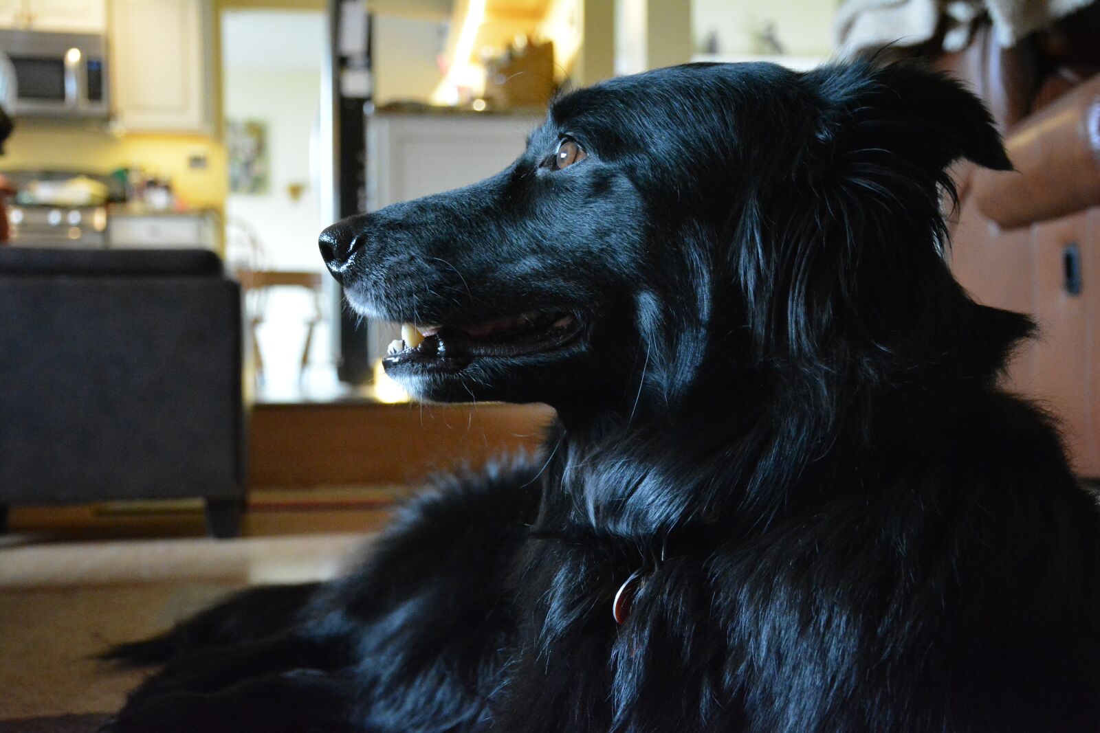 Nikon D5200 sample photo. Dog, black dog, puppy photography