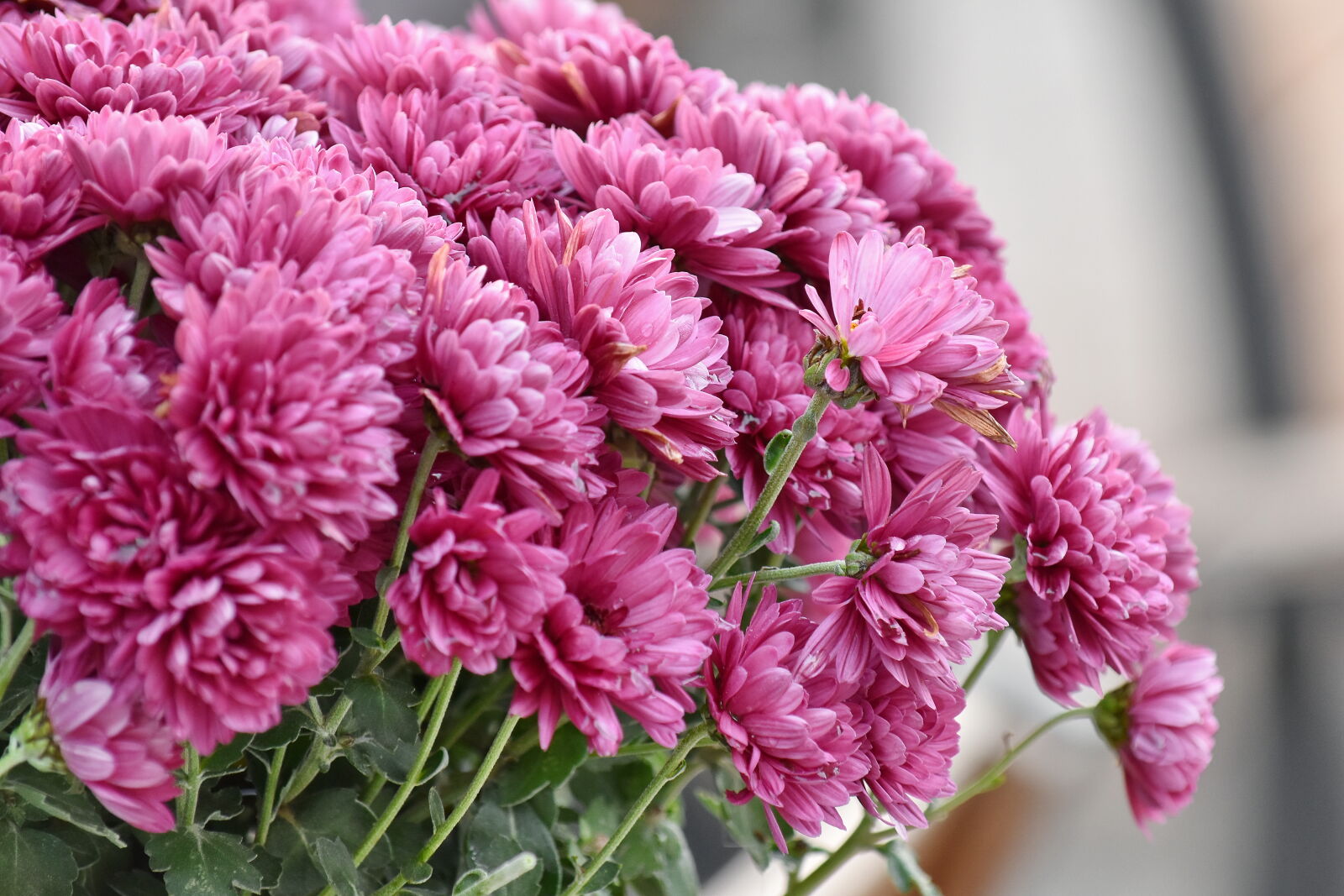 Nikon D5500 sample photo. Chrysanthemum, pinkish, pink, nature photography