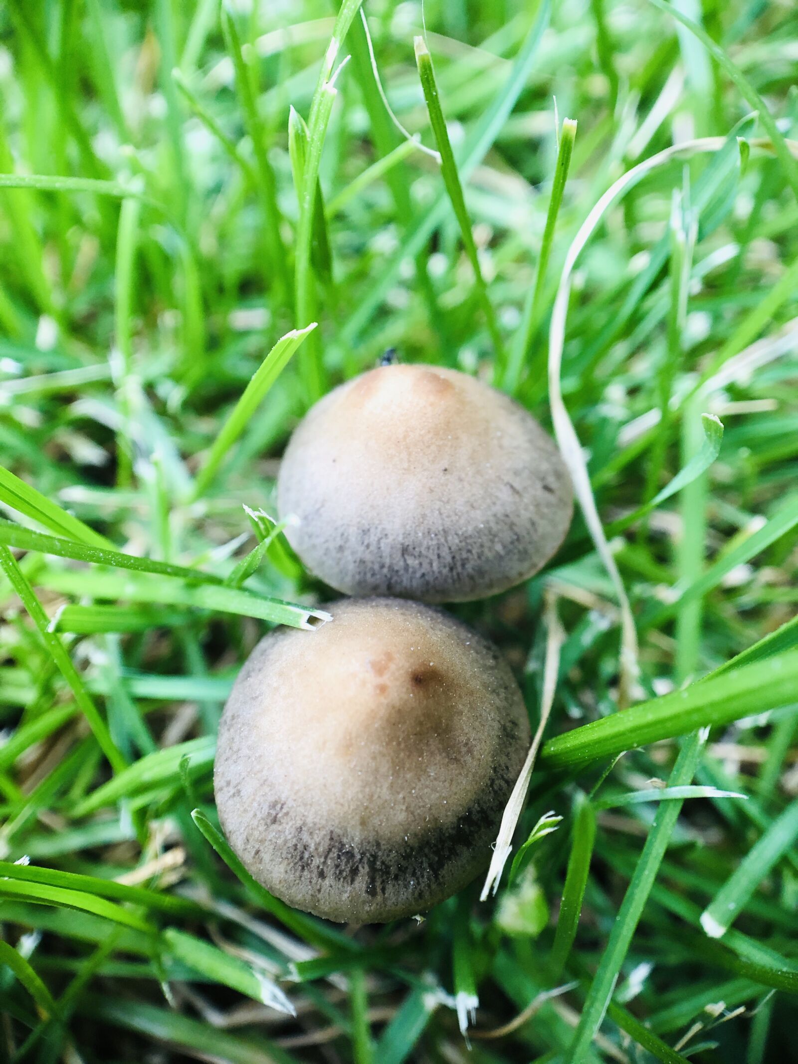 iPhone 8 back camera 3.99mm f/1.8 sample photo. Mushroom, outdoors, nature photography