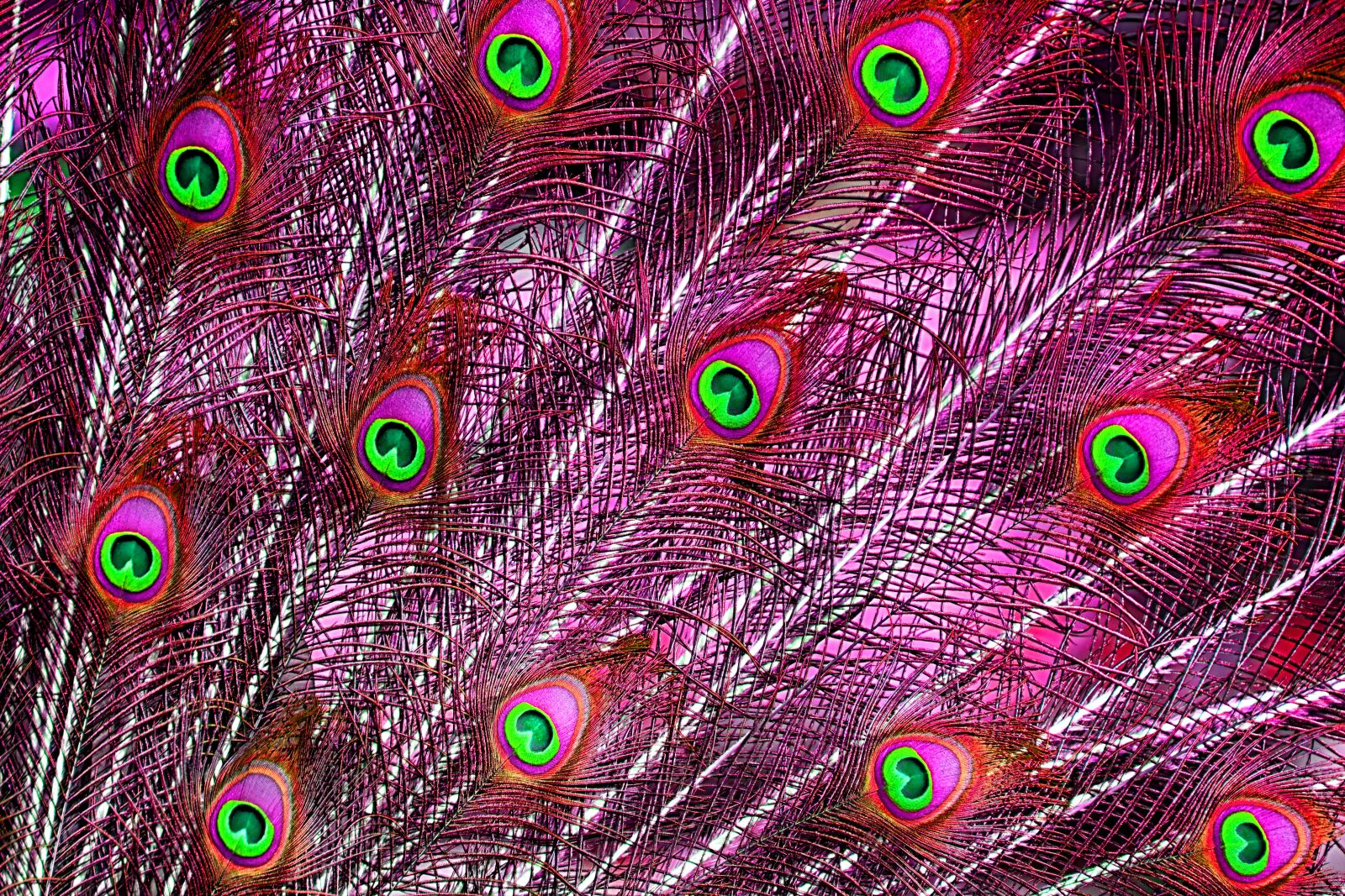 Nikon D7200 sample photo. Peacock feathers, color, plumage photography