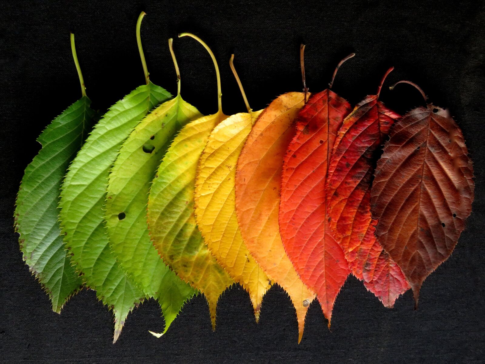 Canon PowerShot SX710 HS sample photo. Autumn leaves, leaves, colourful photography