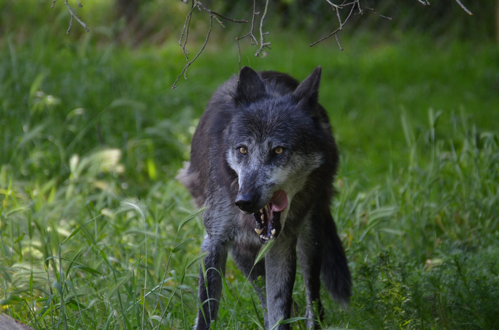Nikon D5100 sample photo. Wolf, famished, grey photography