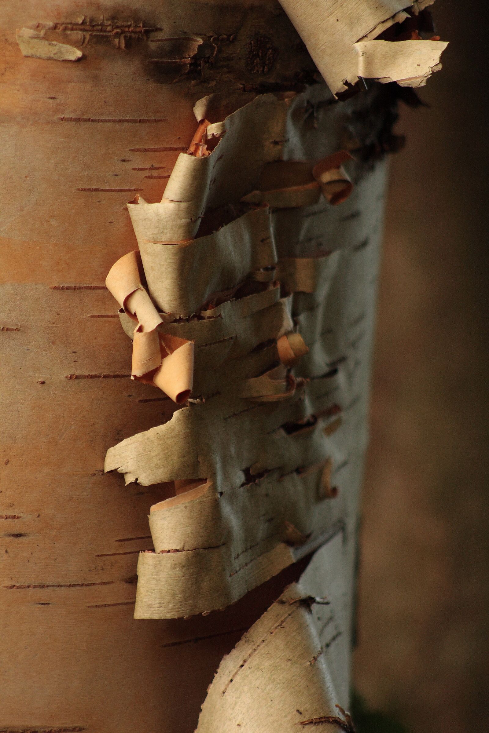 Canon EOS 1000D (EOS Digital Rebel XS / EOS Kiss F) sample photo. Wood bark, tree trunk photography