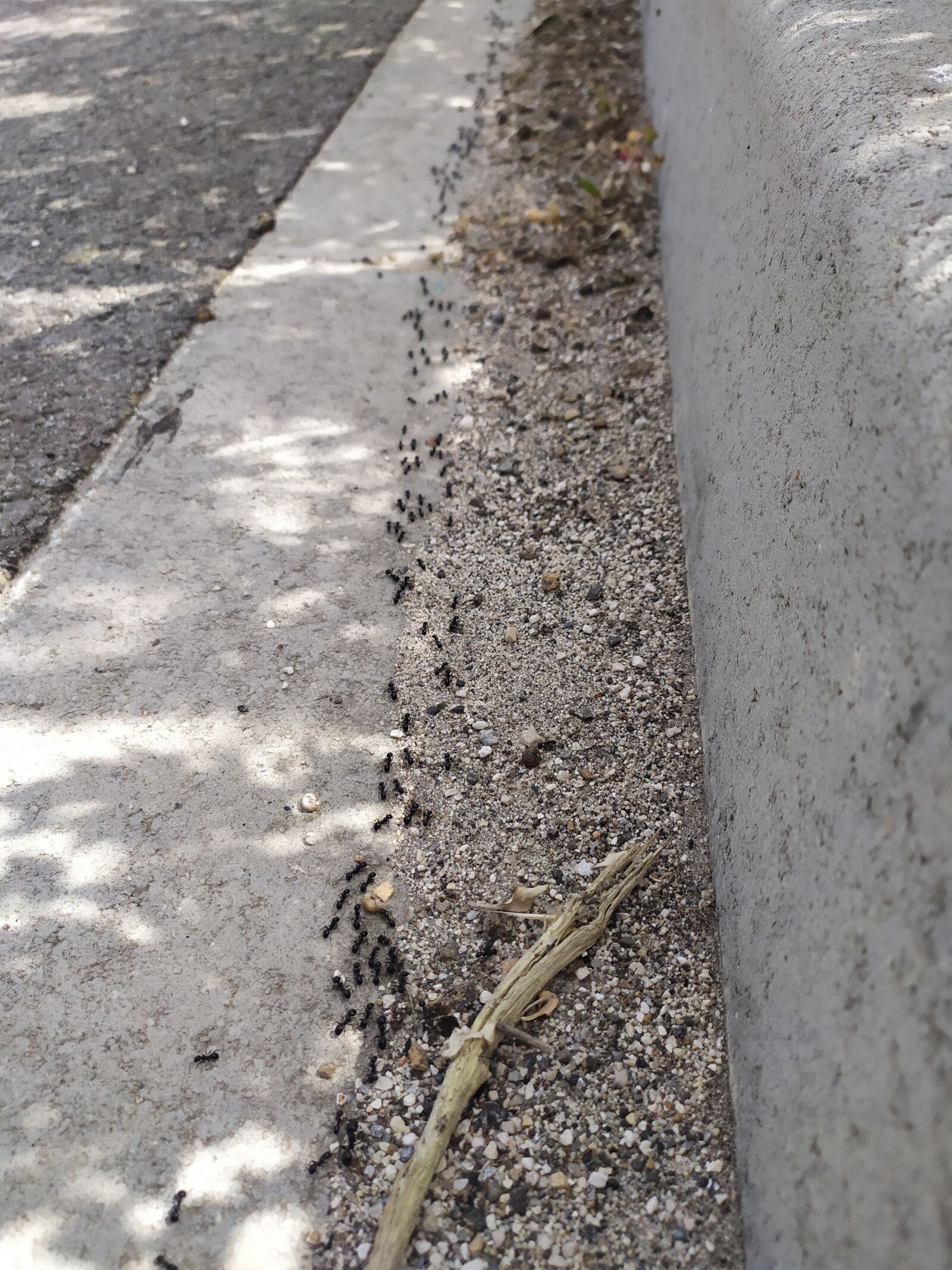 Xiaomi Redmi Note 7 sample photo. Line of ant, invasion photography