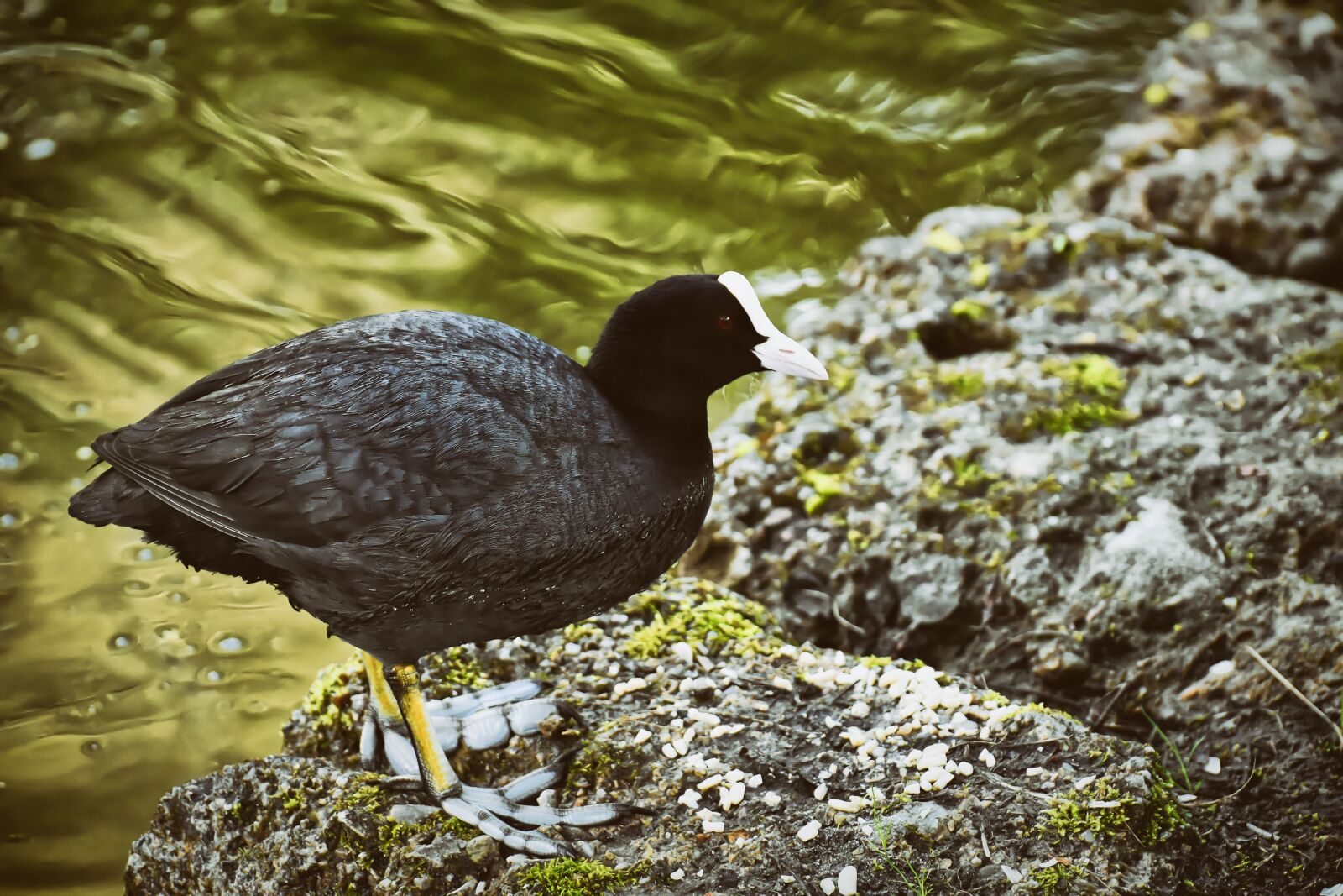 Nikon D7200 sample photo. Coot, water bird, animal photography