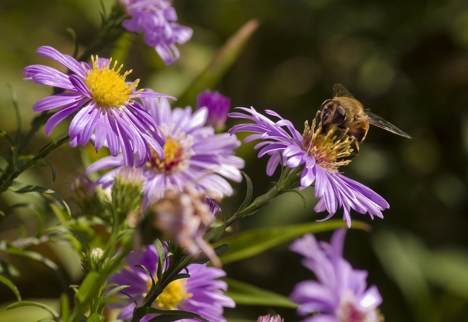 Pentax K-30 sample photo. Aster, hoverfly, mimicry photography