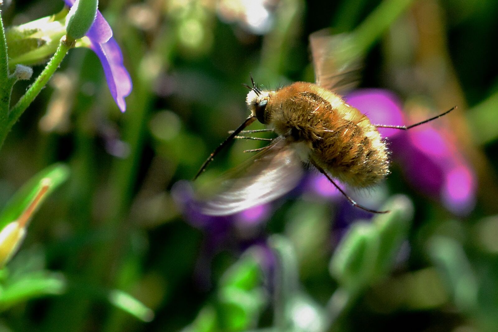 Nikon D5200 sample photo. Bombyliidae, fly, hummelfliege photography