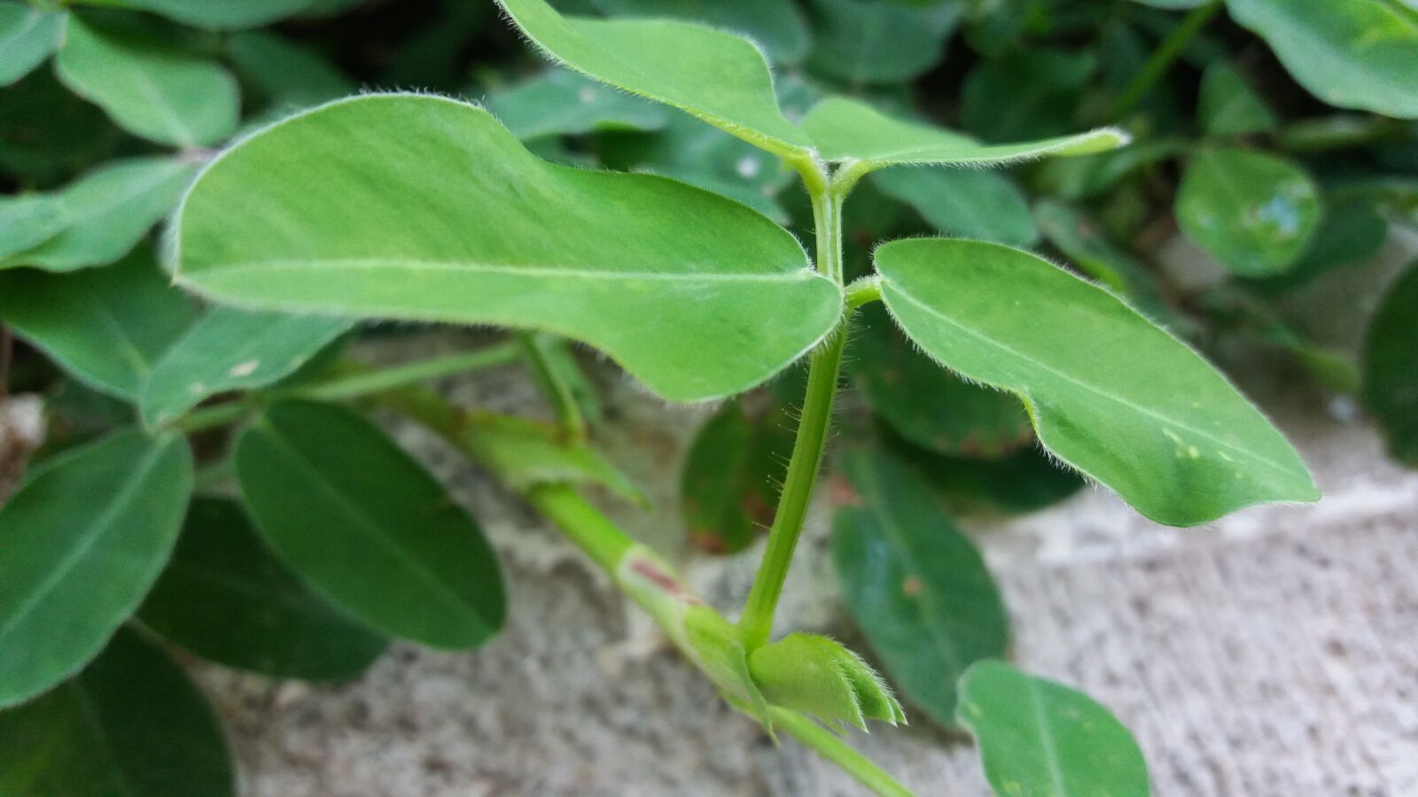 Samsung Galaxy A5(2017) sample photo. Plant, green, plant green photography